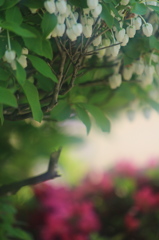 春・花