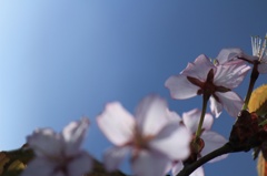 2013.春.桜 