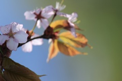 2013.春.桜 