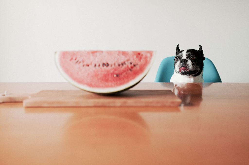 犬とスイカと夏