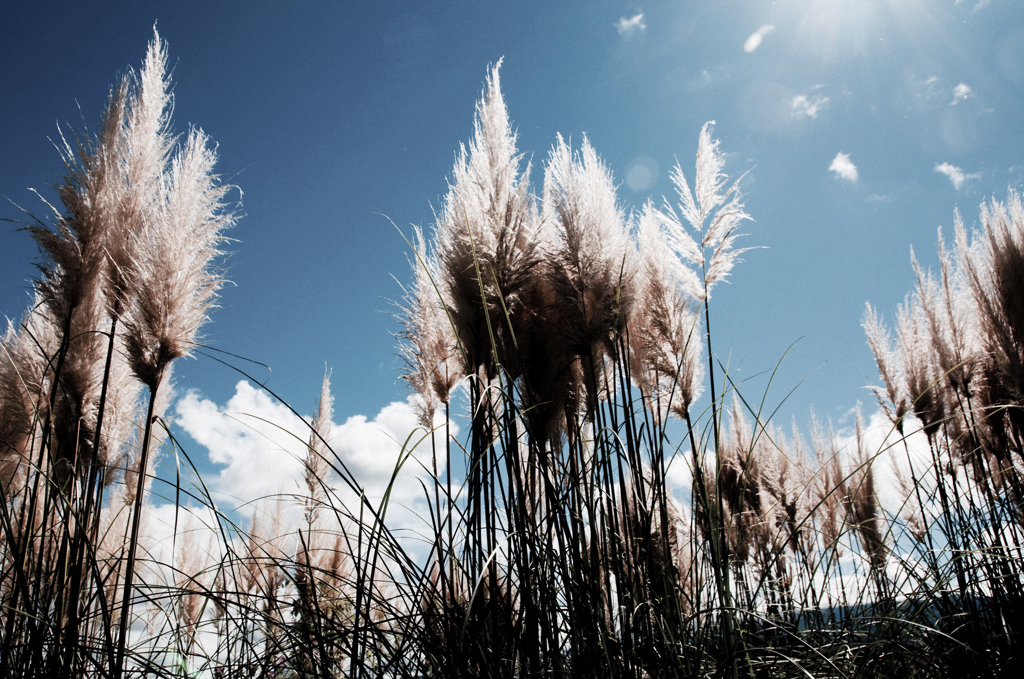 grassland
