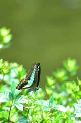 blue in green