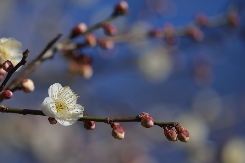 春の萌し①