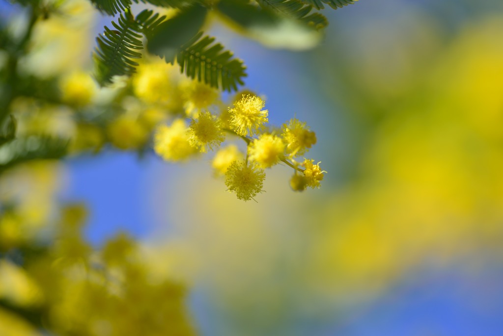 Mellow Yellow2