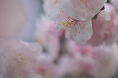 PINK　PINK　PINK