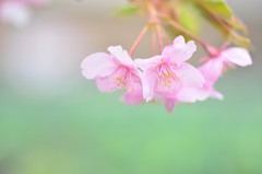 キャベツ畑で捕まえた