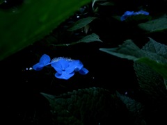 藍