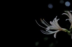 今年最初の彼岸花