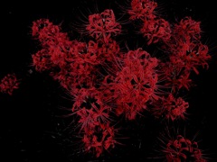 hanabi