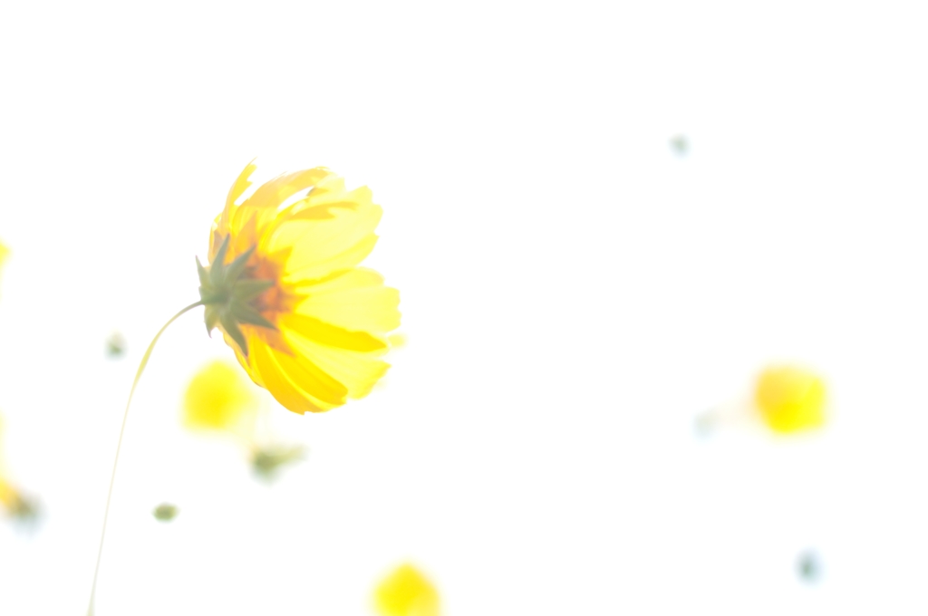 ひかり