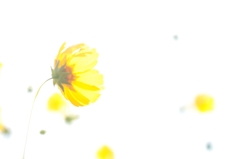 ひかり