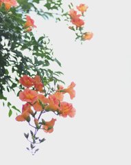 オレンジ