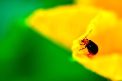 かぼちゃの花