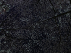 桜の森の満開の下