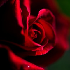 バラの花