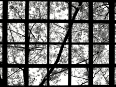 SQUARES