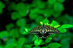 swallowtail butterfly