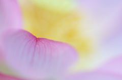 Lotus Blossom