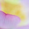Lotus Blossom