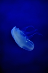海月