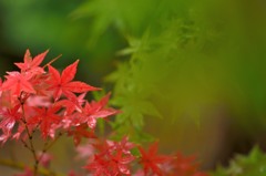 紅葉_円覚寺