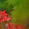 紅葉_円覚寺