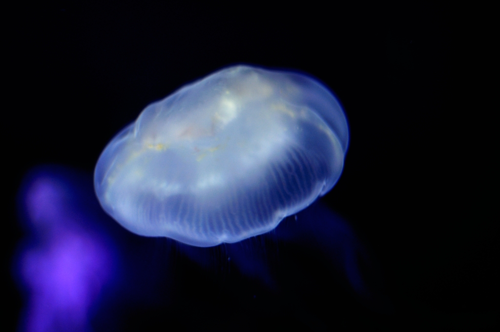 海月