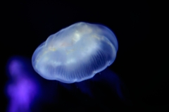 海月