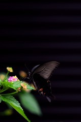 kuro crow