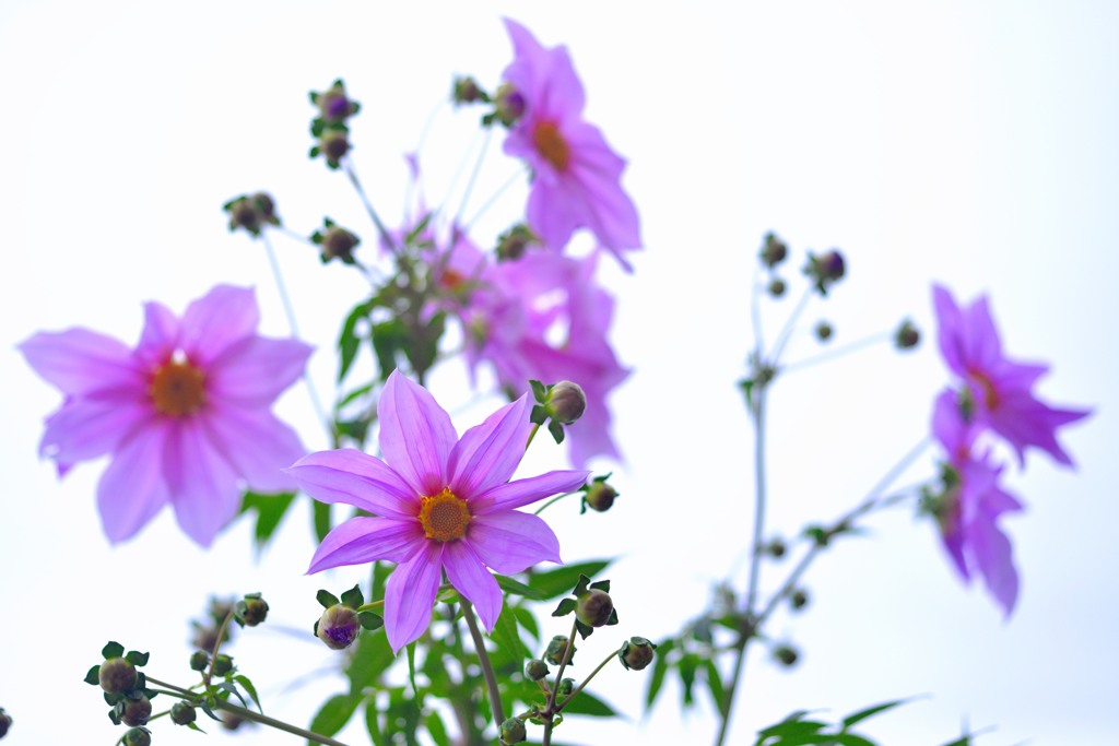 Tree Dahlia
