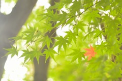 はじめの一葉