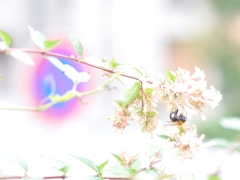 花粉団子