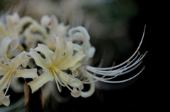 彼岸花~静~