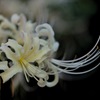 彼岸花~静~