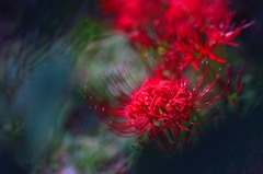 曼珠沙華