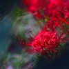 曼珠沙華