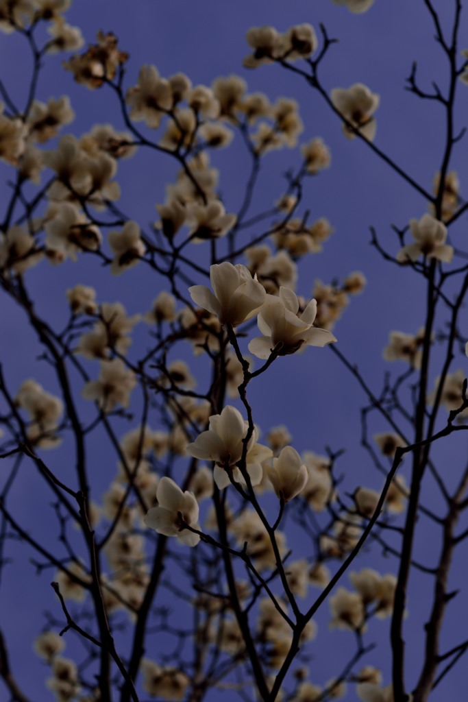 木蓮の花