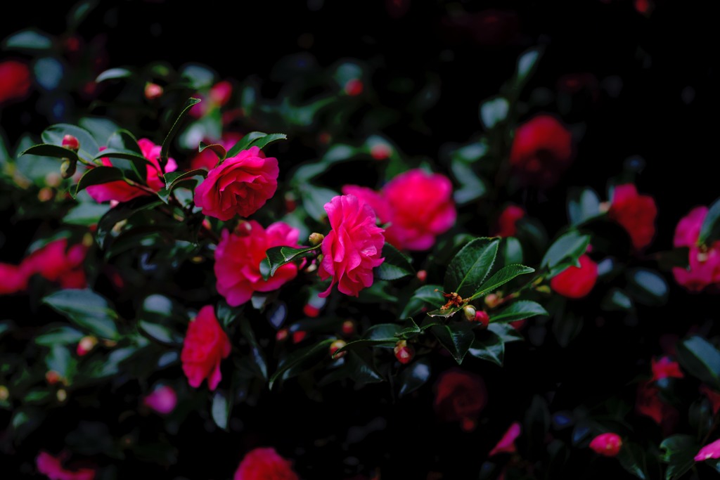 山茶花