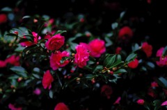 山茶花