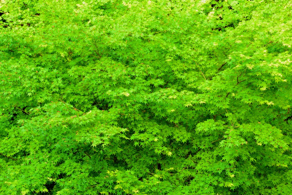 greens