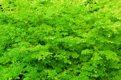 greens