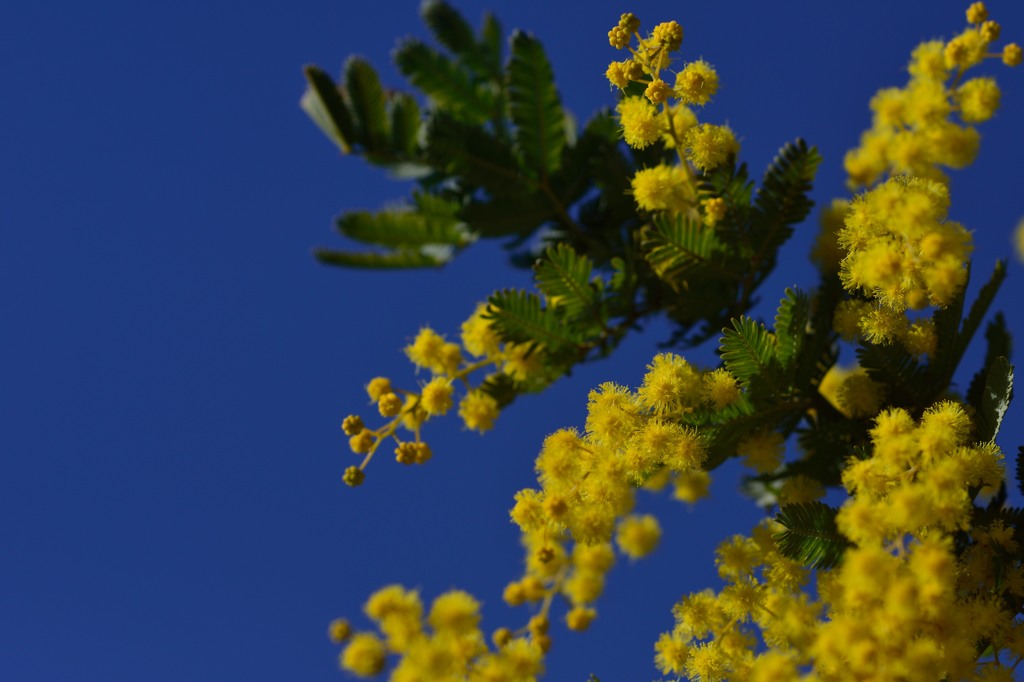 blue sky