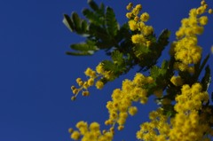 blue sky