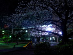 夜桜