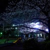 夜桜
