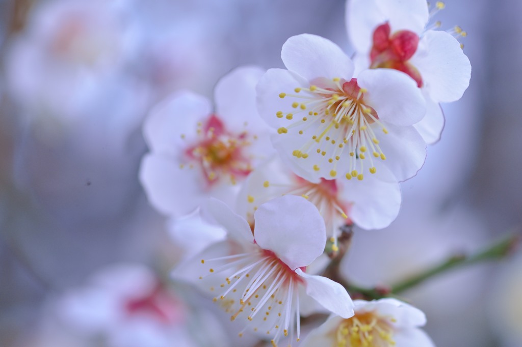 白梅②