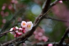 小梅ちゃん-開花-