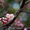 小梅ちゃん-開花-