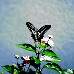 swallowtail butterfly