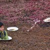 モグラたたき